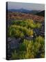 Arnica and Broken Rocks on Ridge Near Mount Isabel, Bridger National Forest, Wyoming, USA-Scott T. Smith-Stretched Canvas