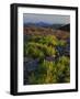 Arnica and Broken Rocks on Ridge Near Mount Isabel, Bridger National Forest, Wyoming, USA-Scott T. Smith-Framed Photographic Print