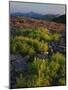 Arnica and Broken Rocks on Ridge Near Mount Isabel, Bridger National Forest, Wyoming, USA-Scott T. Smith-Mounted Photographic Print