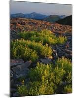 Arnica and Broken Rocks on Ridge Near Mount Isabel, Bridger National Forest, Wyoming, USA-Scott T. Smith-Mounted Photographic Print