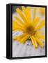 Arnica Flower-null-Framed Stretched Canvas