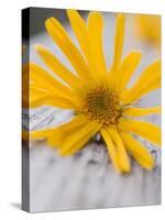 Arnica Flower-null-Stretched Canvas