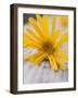 Arnica Flower-null-Framed Photographic Print