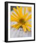Arnica Flower-null-Framed Photographic Print