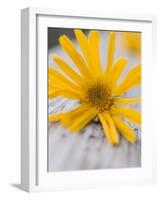 Arnica Flower-null-Framed Photographic Print