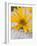 Arnica Flower-null-Framed Photographic Print