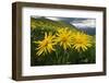 Arnica in flower on mountainside, Umbria, Italy-Paul Harcourt Davies-Framed Photographic Print