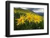 Arnica in flower on mountainside, Umbria, Italy-Paul Harcourt Davies-Framed Photographic Print
