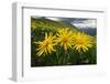 Arnica in flower on mountainside, Umbria, Italy-Paul Harcourt Davies-Framed Photographic Print