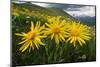 Arnica in flower on mountainside, Umbria, Italy-Paul Harcourt Davies-Mounted Photographic Print