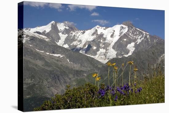 Arnica Montana And Mont Blanc-Bob Gibbons-Stretched Canvas