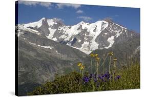 Arnica Montana And Mont Blanc-Bob Gibbons-Stretched Canvas