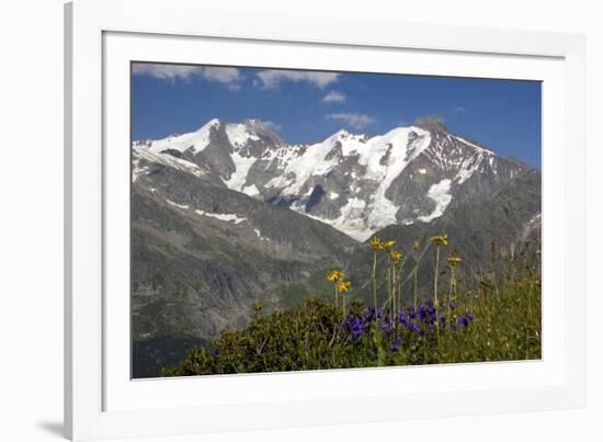 Arnica Montana And Mont Blanc-Bob Gibbons-Framed Photographic Print