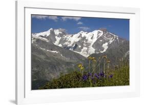 Arnica Montana And Mont Blanc-Bob Gibbons-Framed Photographic Print