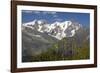 Arnica Montana And Mont Blanc-Bob Gibbons-Framed Photographic Print