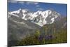 Arnica Montana And Mont Blanc-Bob Gibbons-Mounted Photographic Print