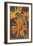 Arnica Montana-null-Framed Art Print