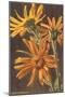 Arnica Montana-null-Mounted Art Print