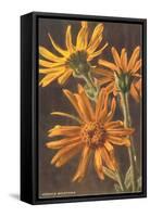 Arnica Montana-null-Framed Stretched Canvas