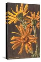 Arnica Montana-null-Stretched Canvas