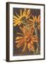 Arnica Montana-null-Framed Art Print