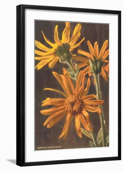 Arnica Montana-null-Framed Art Print