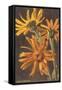 Arnica Montana-null-Framed Stretched Canvas