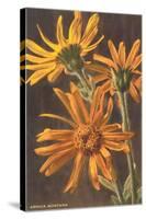 Arnica Montana-null-Stretched Canvas