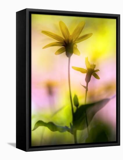 Arnica-Ursula Abresch-Framed Stretched Canvas