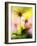 Arnica-Ursula Abresch-Framed Photographic Print