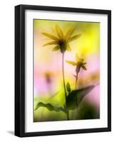 Arnica-Ursula Abresch-Framed Photographic Print