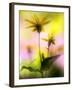 Arnica-Ursula Abresch-Framed Photographic Print