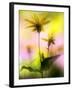 Arnica-Ursula Abresch-Framed Photographic Print