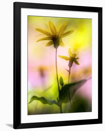 Arnica-Ursula Abresch-Framed Photographic Print