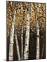 Wood Mount