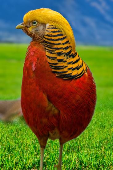 Premium Photographic Print, , large