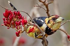 Crested Barbet, South Africa-Arnoud Quanjer-Stretched Canvas