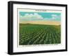 Aroostook County, Maine, View of a Potato Field in Full Bloom-Lantern Press-Framed Art Print