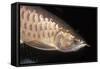 Arowana Head and Scales-null-Framed Stretched Canvas