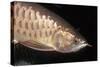 Arowana Head and Scales-null-Stretched Canvas