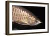 Arowana Head and Scales-null-Framed Photographic Print