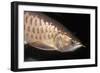 Arowana Head and Scales-null-Framed Photographic Print