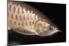 Arowana Head and Scales-null-Mounted Photographic Print