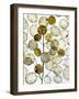 Arrangement of Annual honesty seed heads-Ernie Janes-Framed Photographic Print