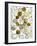 Arrangement of Annual honesty seed heads-Ernie Janes-Framed Photographic Print