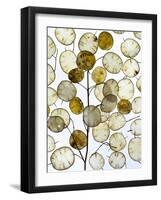Arrangement of Annual honesty seed heads-Ernie Janes-Framed Photographic Print