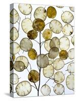 Arrangement of Annual honesty seed heads-Ernie Janes-Stretched Canvas