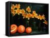 Arrangement of Daffodils and Oranges-Michelle Garrett-Framed Stretched Canvas