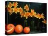 Arrangement of Daffodils and Oranges-Michelle Garrett-Stretched Canvas