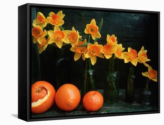 Arrangement of Daffodils and Oranges-Michelle Garrett-Framed Stretched Canvas